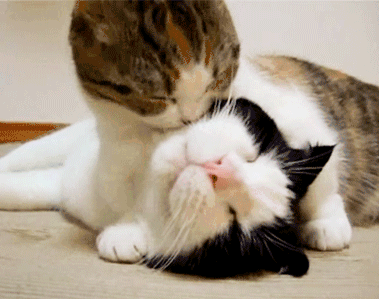 带了二喵回家，结果大喵被气病了！这些准备你做足了吗？