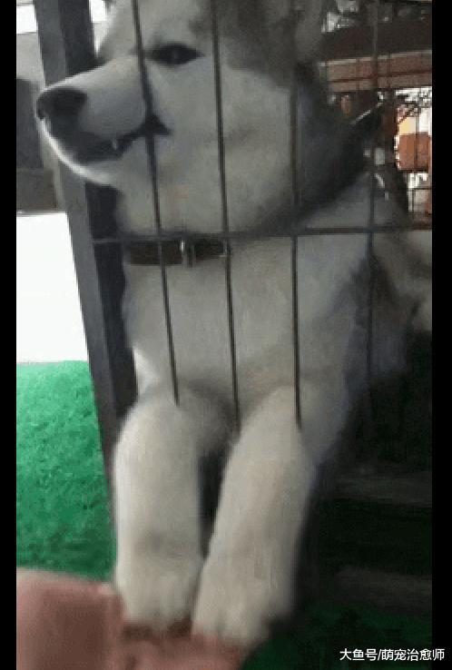 网友拨弄哈士奇的爪子, 它对主人勉强微笑: 这病只有沙发能治好!