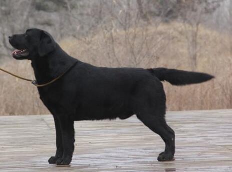 怎样让你的拉布拉多犬爱上吃狗粮