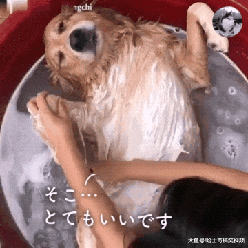 金毛在洗脚盆洗澡，因表情“舒服”而走红，太懂得享受了