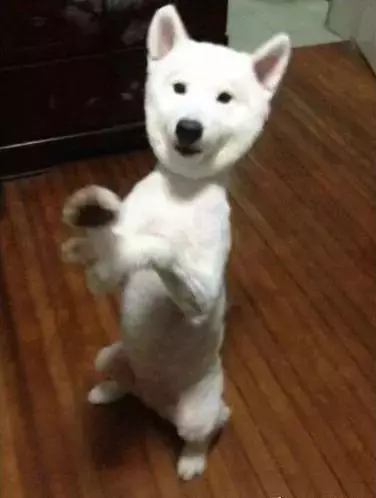 家里的薩摩半夜起來照鏡子，差點嚇壞啦....