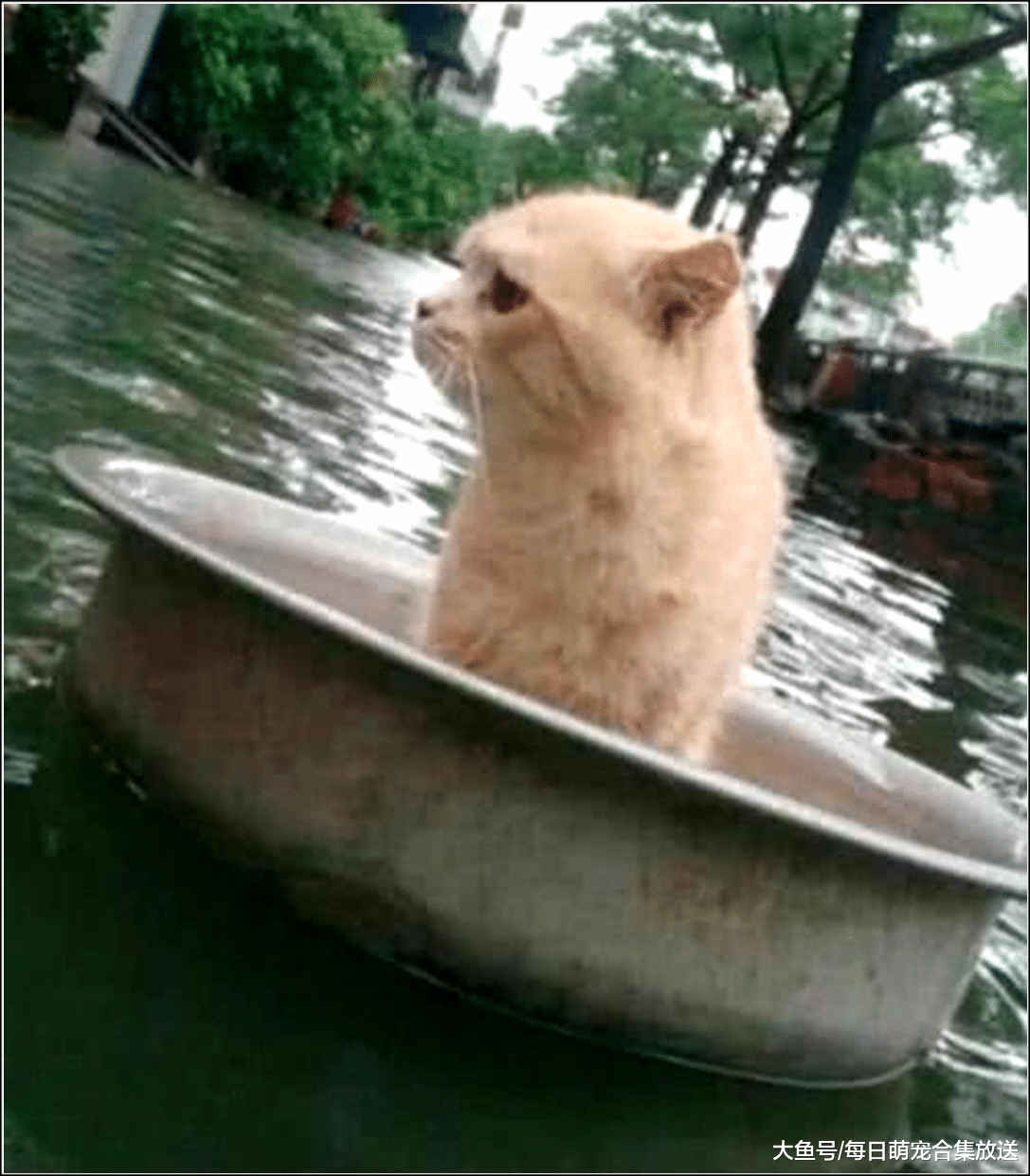 家里发生水灾，橘猫坐着铁盆就跑，主人看清后无法淡定了