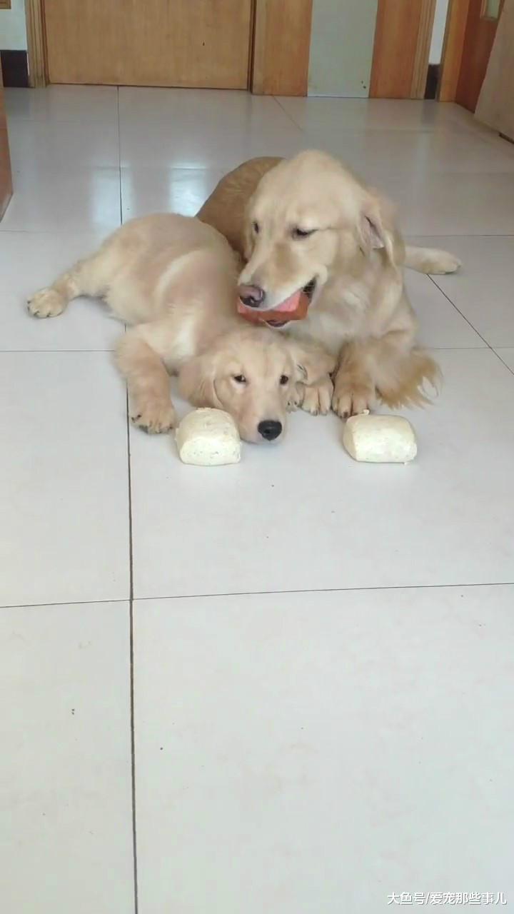 主人奖励一块肉给金毛，狗狗舍不得吃急忙藏起来，原因让人感动