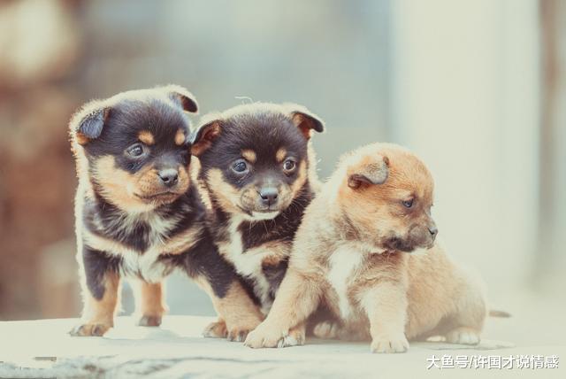 养了17年的土狗，如今不能看家了，主人的做法让人感到残忍！