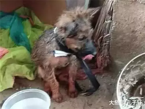 小狗饿到站不稳, 女子发现后将其带回家, 朋友直呼赚到了!