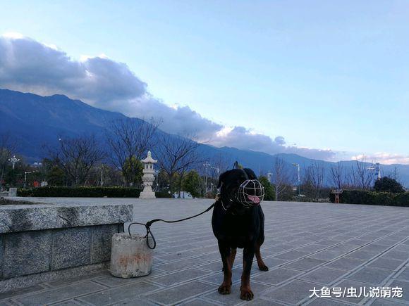 第一次帶羅威納跑這么遠，擔心咬傷別人，這樣就不用擔心了