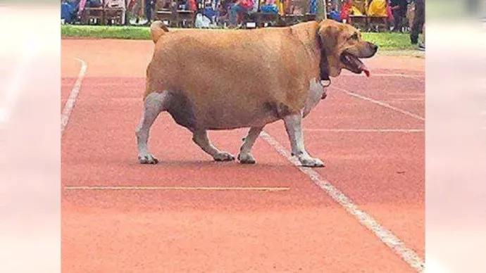 还在纵容它吃？！有些爷爷奶奶养大的狗真的不是“幸福肥”！