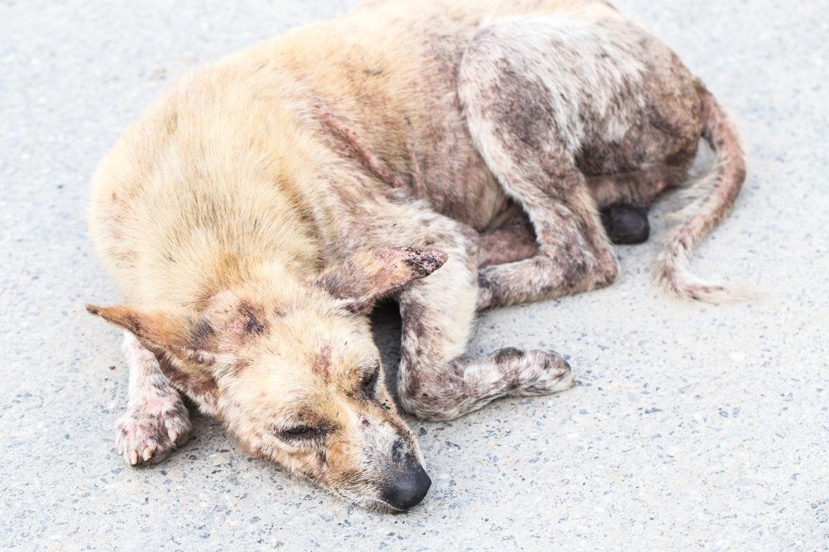 细小是什么? 细小对狗狗究竟有多大的伤害? 铲屎官要注意了