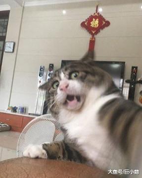 猫咪玩逗猫棒超疯，产出各种搞笑表情包，还火到国外