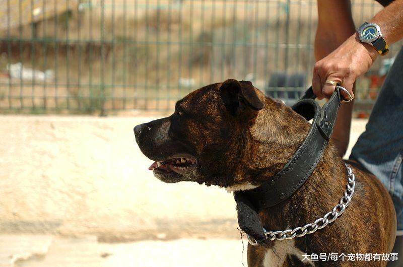 狗狗不听话惩罚是正确的，但是在惩罚狗狗时也要有个限度