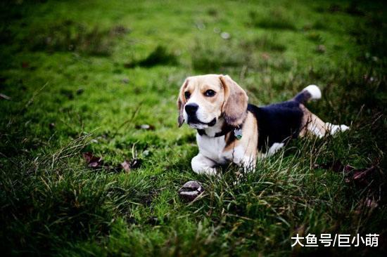 狗狗能独处多少小时？幼犬成犬老年犬都不同，主人最好分清楚