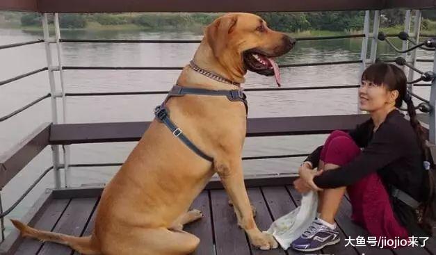 巨型汪站立身高超1米8, 小时候与长大判若两狗, 主人称是个巨婴