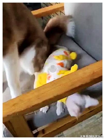 猫咪在客厅一声惨叫，本以为是摔倒了，走出来一看，傻狗快起来