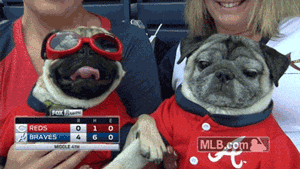 没买到猎狐梗，带回四只雪纳瑞，我的人生从此彻底……