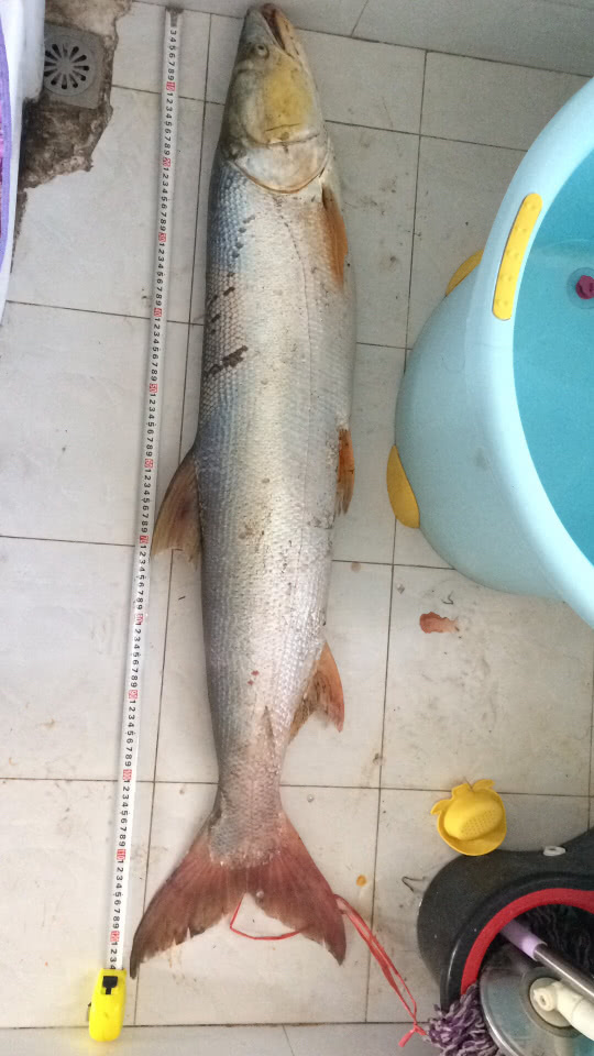 男子禁渔期钓起50斤“水老虎”，朋友圈炫耀被抓，引网友热议