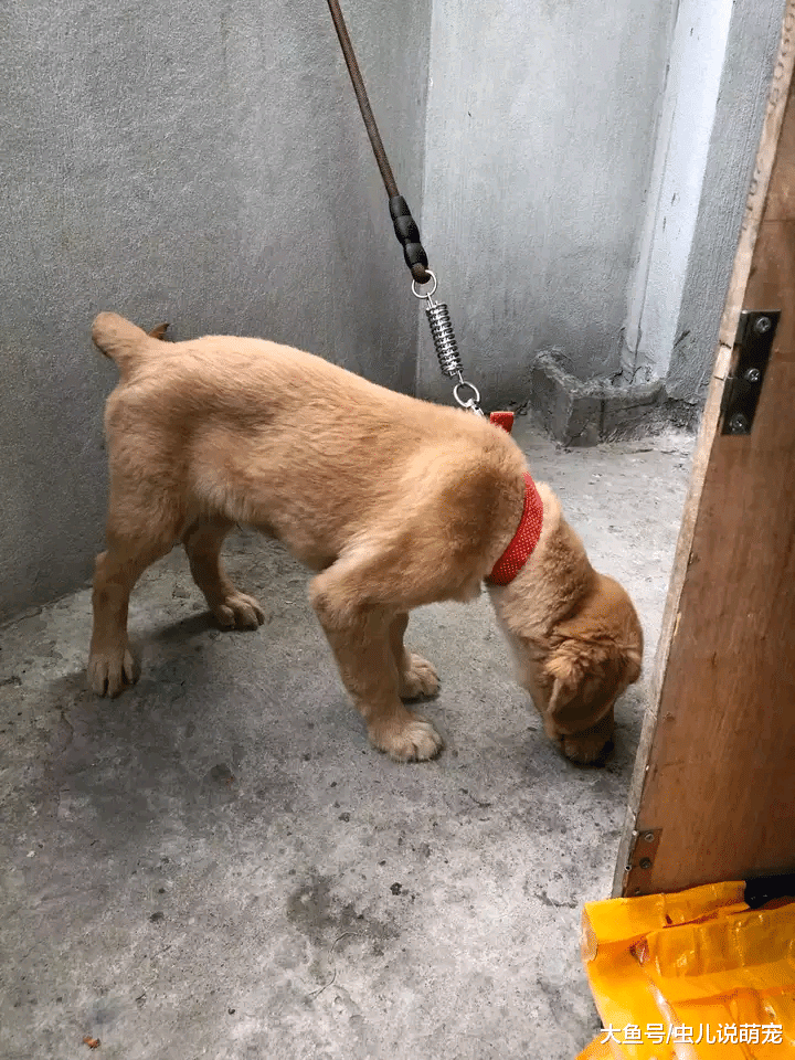 金毛被主人长期关在这里，金毛：我要出去！