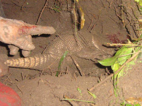 农夫在野外地面拼命挖掘让人好奇，结果发现的生物让不淡定了