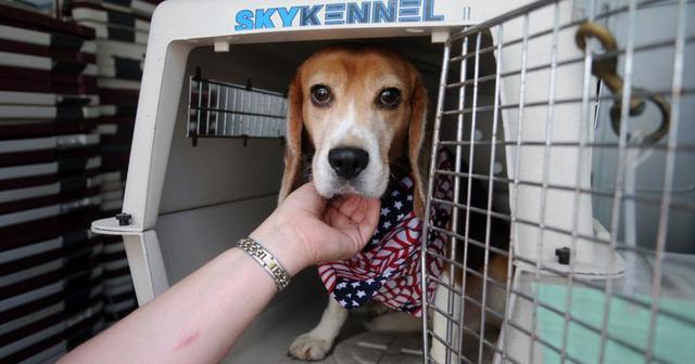 英国研究表明, 现代环境中的化学物质, 影响了公犬的生育能力