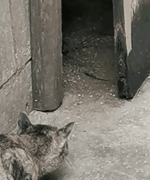 猫对于老鼠来说是一个怎样的存在？