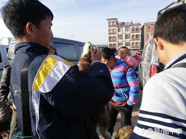 狗市: 买家多次检查阿拉斯加幼犬, 最终700元成交!