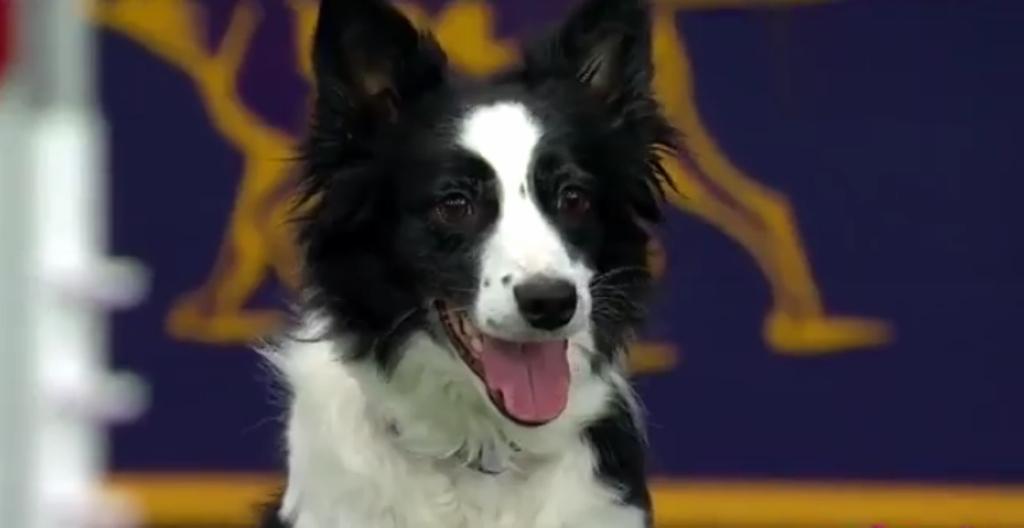 赛级的边境牧羊犬是什么样? 有狗的看完都要去试试