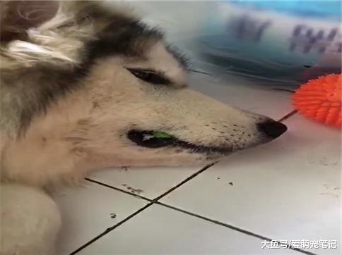 阿拉斯加生气后, 主人给它煮的肉都不吃, 网友: 全网最有脾气的汪