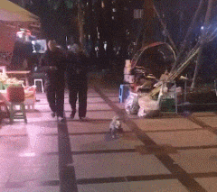 不小心踩到狗子之后，老妈的一句话让他怀疑人生…