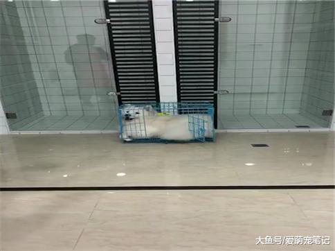 一只被宠主总说胖的萨摩耶, 很努力地用实力证明自己不胖, 好可爱