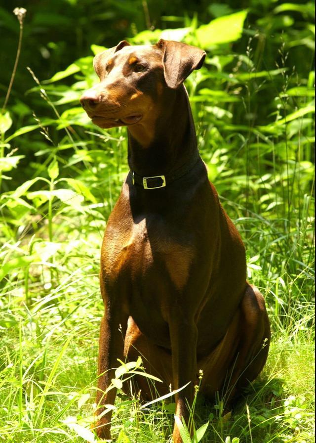 你想讓你的狗狗在威斯敏斯特大賽上獲獎嗎？代價可能是狗狗的尾巴