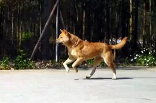 我国的纯种土狗还剩多少？外来品种入侵中华田园犬还有纯种的么？