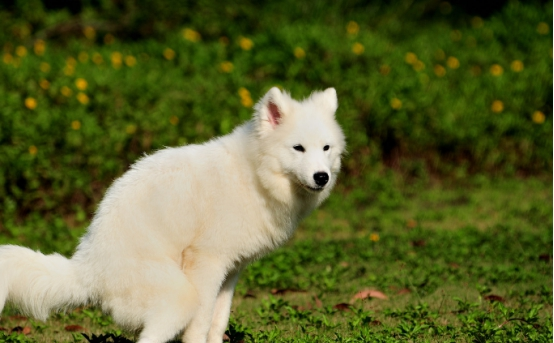 家里总是有一种狗尿味怎么办？这些解决方法你都知道吗？