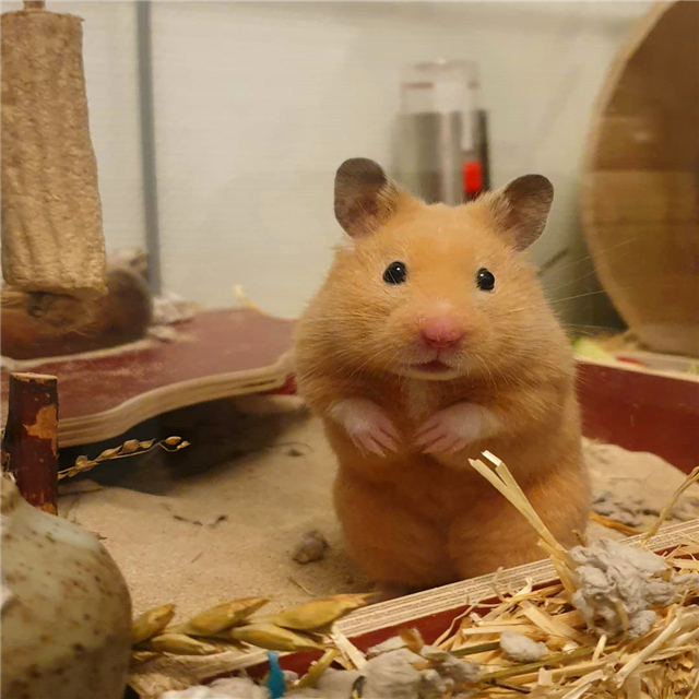 仓鼠睡醒发现藏粮没了，为表达不满，鼠鼠拒绝了主人的投食