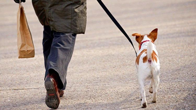 是該醒醒了，主人對狗狗的3個誤會