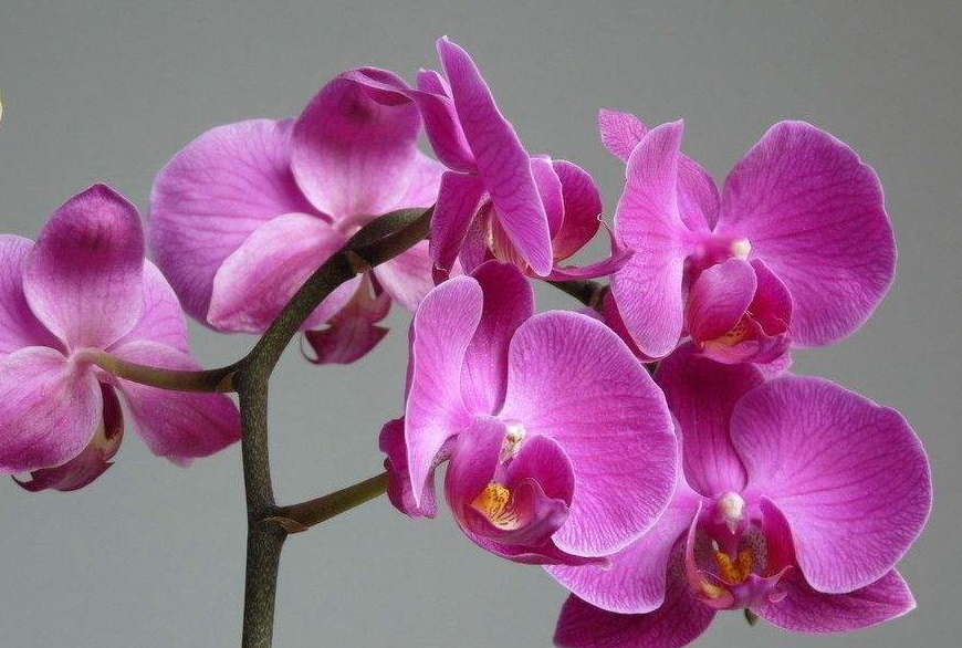 蝴蝶兰看起来就像一只蝴蝶翩翩起舞一样，在市场上有着“洋皇后”之称