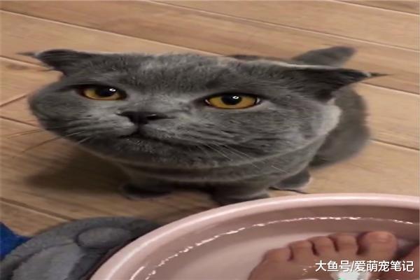 折耳蓝猫喝完网友的洗脚水后, 直接哭了起来, 不愧是猫界的哈士奇
