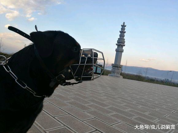 第一次帶羅威納跑這么遠，擔心咬傷別人，這樣就不用擔心了