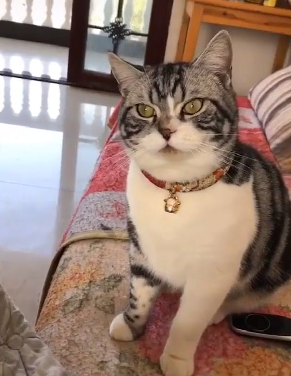 铲屎官逗猫过程中翻车，被猫咪凶了一小时：让你认清自己的地位