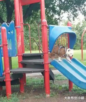 小主人在玩滑梯，随后遭遇飞狗之祸，被撞到趴地吃土主人还在狂笑