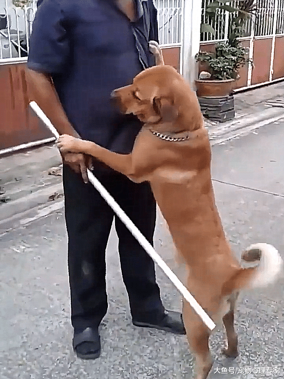 狗子一夜没回家，主人在门口拎着棍子：是不是忘了自己姓啥