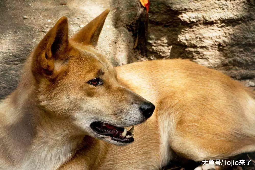 极度濒危动物叼走婴儿，生死时刻护林员做出这样的选择……