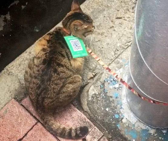 猫咪脖子挂着个二维码，路人好奇拿手机一扫：这么明目张胆的吗？