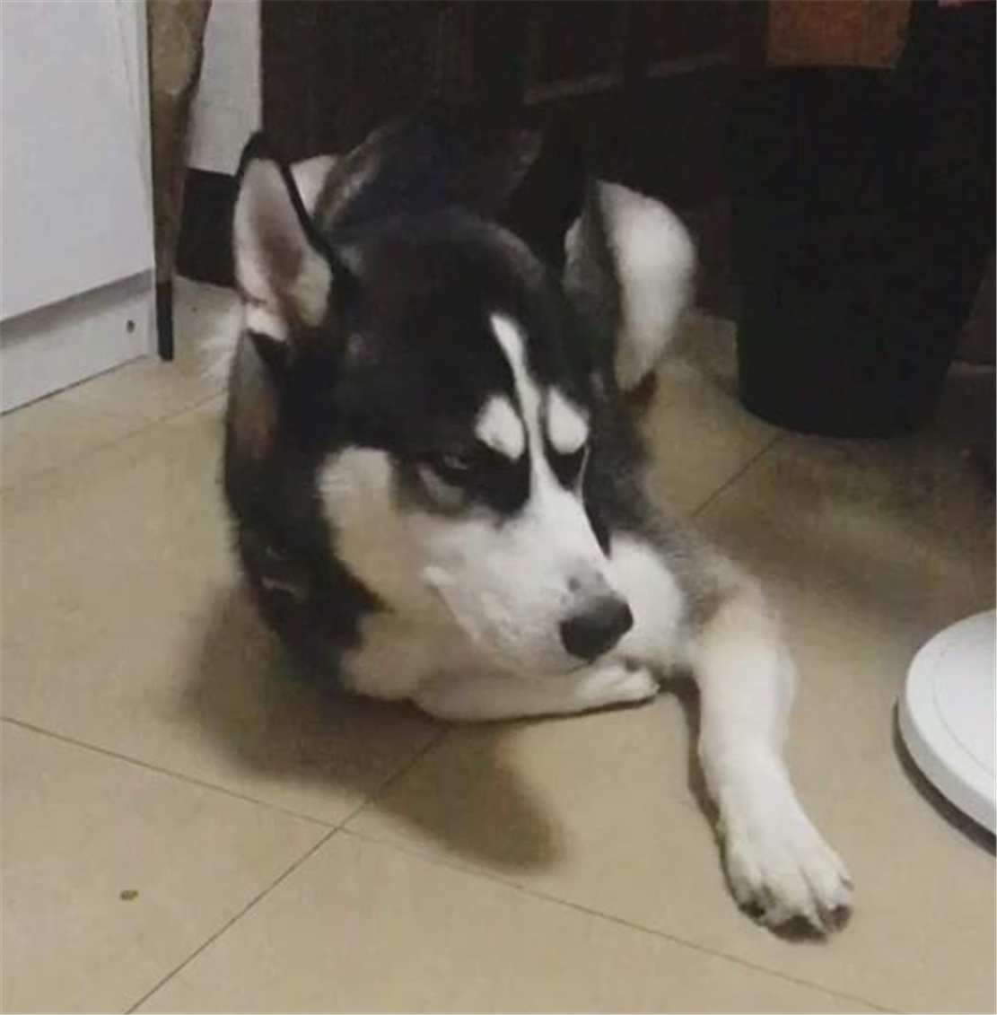 主人买水果，让二哈背着往家里运，狗：请叫我运货犬……