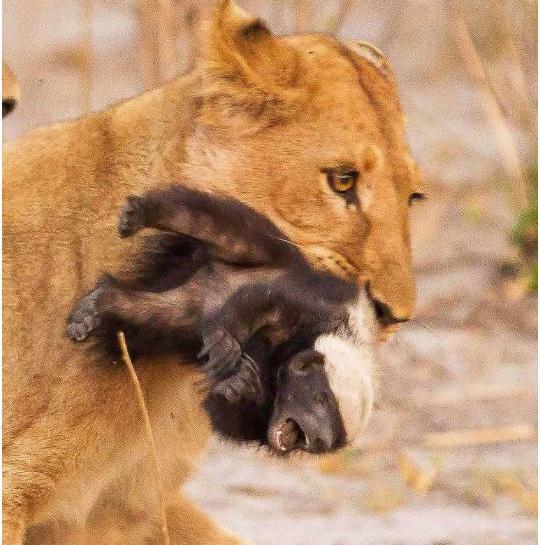 平头哥蜜獾挑战四只狮子, 结局却让人哭笑不得