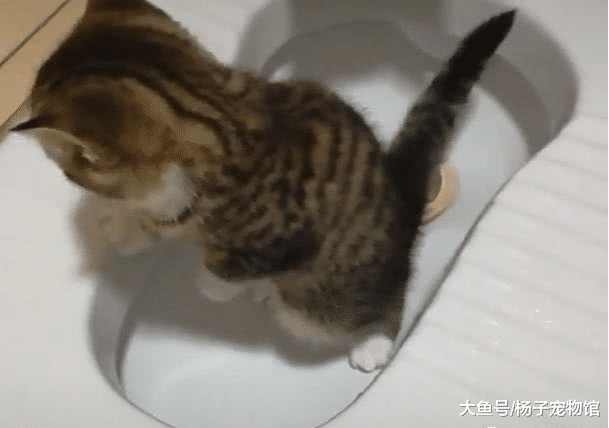 猫咪“便秘”占厕所不出来，主人焦急等待，网友：小爪爪抢镜了！