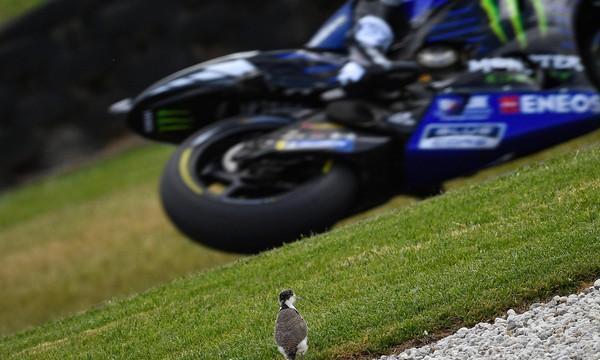 MotoGP 小牛最后1圈自爆 冠军拱手让小马！澳洲站最速报