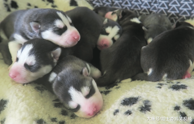 二哈一口氣生了9只娃，結果窩都擠不下，被小奶狗萌哭了