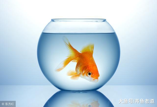 小圆玻璃缸养金鱼当水质无法控制, 我们应该放弃的是这个鱼缸!