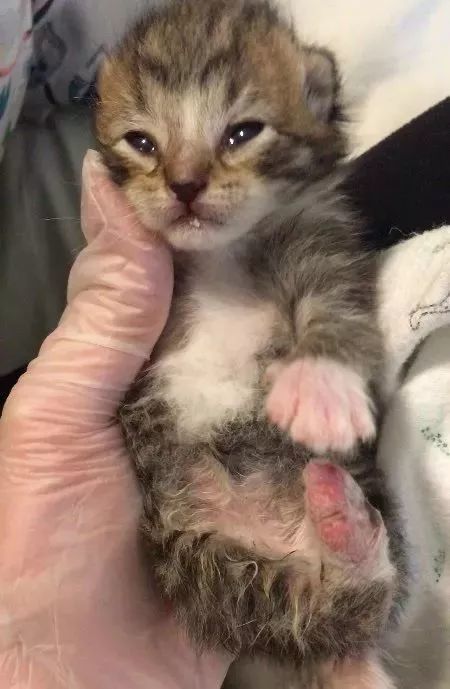 体温偏低的小奶猫穿上手作保暖衣后，画风可爱到爆！