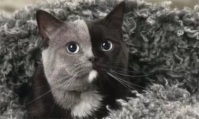 猫咪阴阳脸原是因嵌合体作用，两猫共享一个身体，那么孩子归谁？