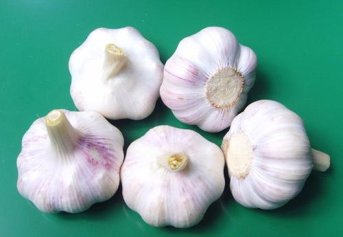 再见了“蚊子”，我国又一伟大发明成功一夜上市走红，蚊子“家族”一网打尽